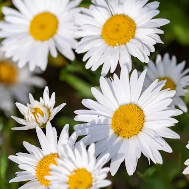 Margarida Flowers - Inicial + Seu Nome